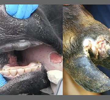 Namibia procures equipment, vaccines to combat FMD …as SA, Botswana battle disease