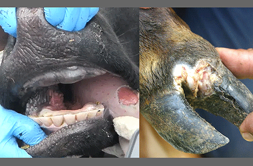 Namibia procures equipment, vaccines to combat FMD …as SA, Botswana battle disease