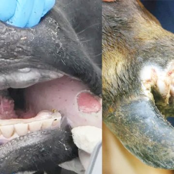 Farmers’ Kraal with Erastus Ngaruka – FMD crisis: Potential impact of an outbreak