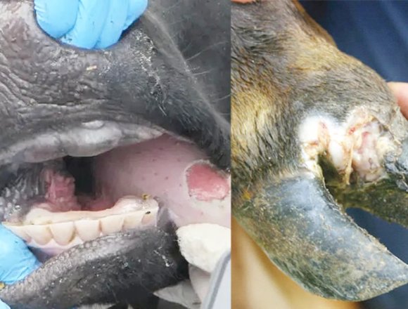 Farmers’ Kraal with Erastus Ngaruka – FMD crisis: Potential impact of an outbreak