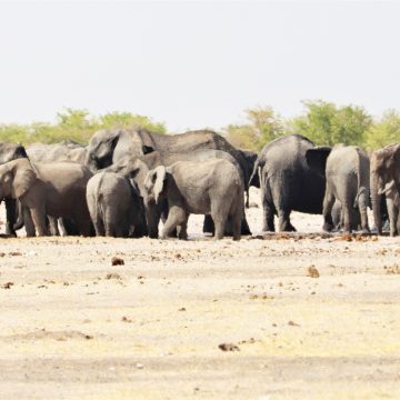 Trophy hunting generates almost N$300m