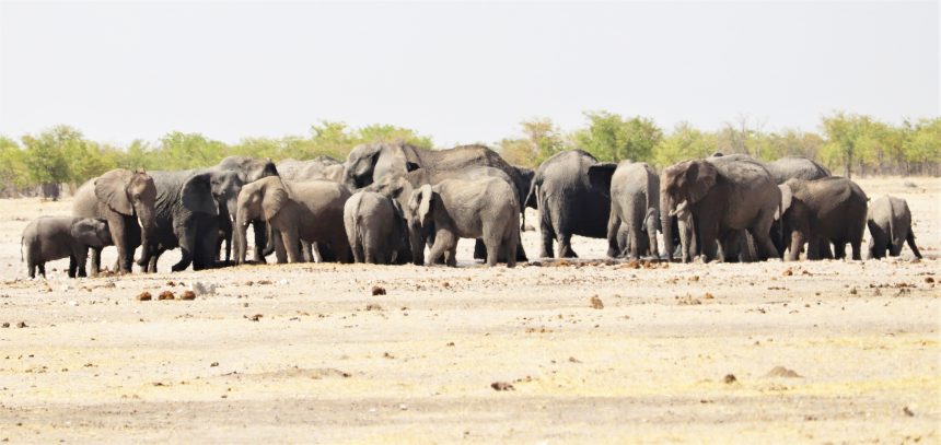 Trophy hunting generates almost N$300m