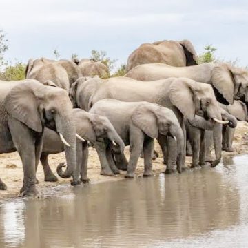 Ookahenge onghee tava twikile okutyakaleka  …Ovatamanzi tava ti epangelo itali va kufa koshi  