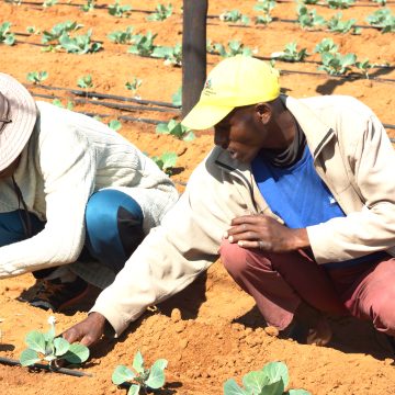 Farmers’ Kraal with Hanks Saisai – Understanding monoculture effects