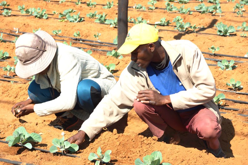 Farmers’ Kraal with Hanks Saisai – Understanding monoculture effects