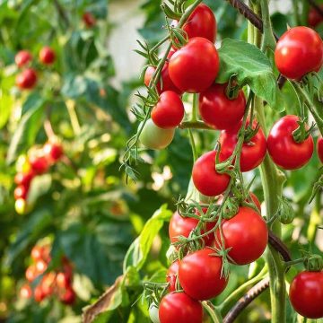 Farmers’ Kraal with Hanks Saisai – Mastering tomato production 