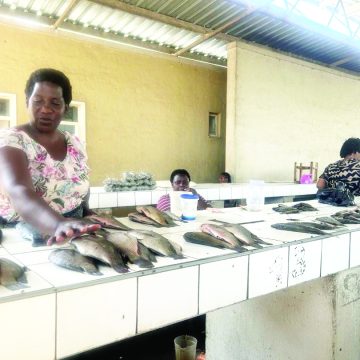 Fish stocks collapse in Zambezi