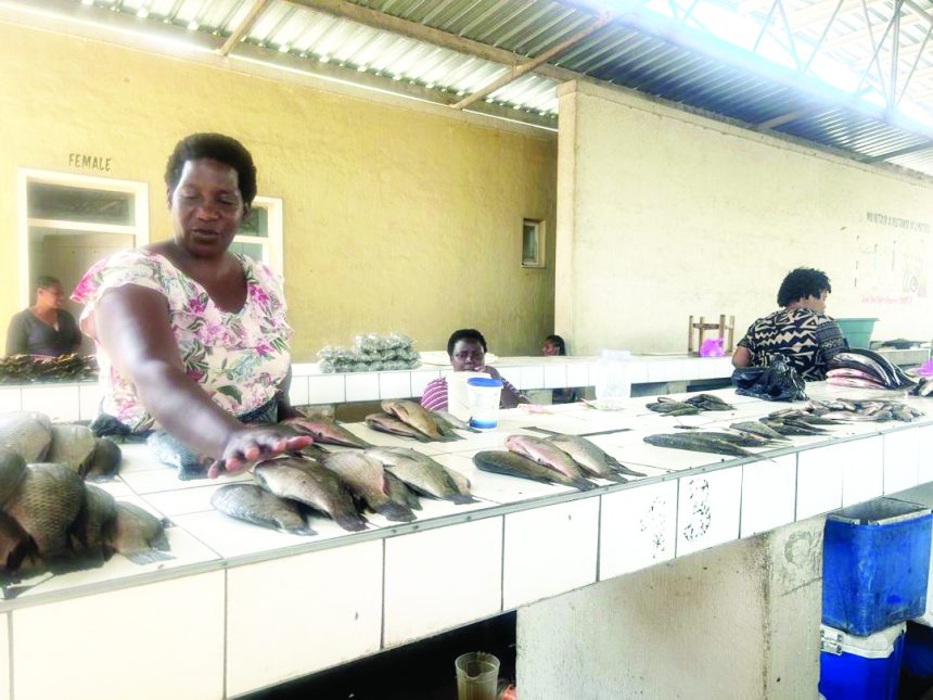 Fish Crisis Fish stocks collapse in Zambezi