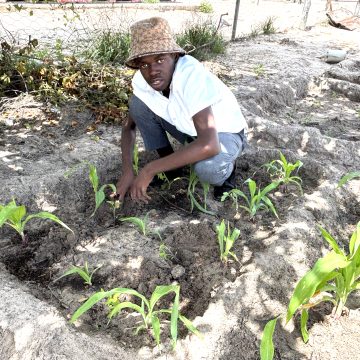 Katjinakatji school garden inspires learners