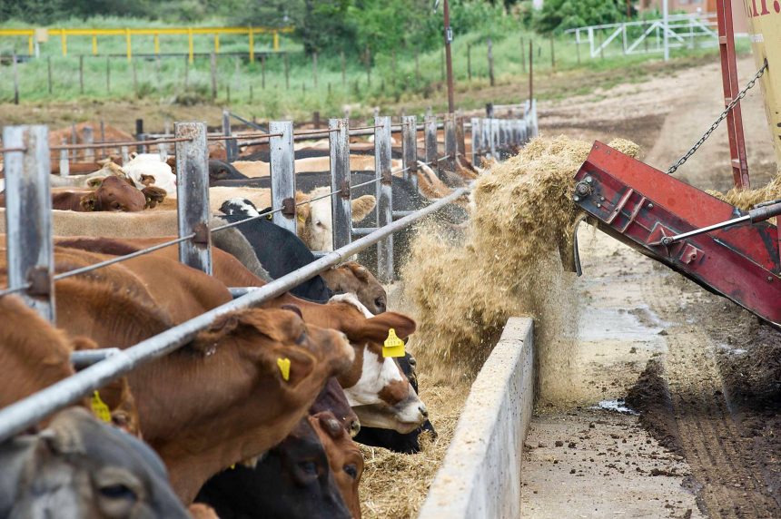Meatco retains top global food safety accreditation …sustains worldwide demand