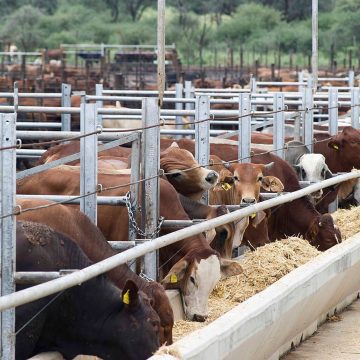Meatco Namibia’s N$15b livestock industry on high alert … FMD Fund rakes in N$13m