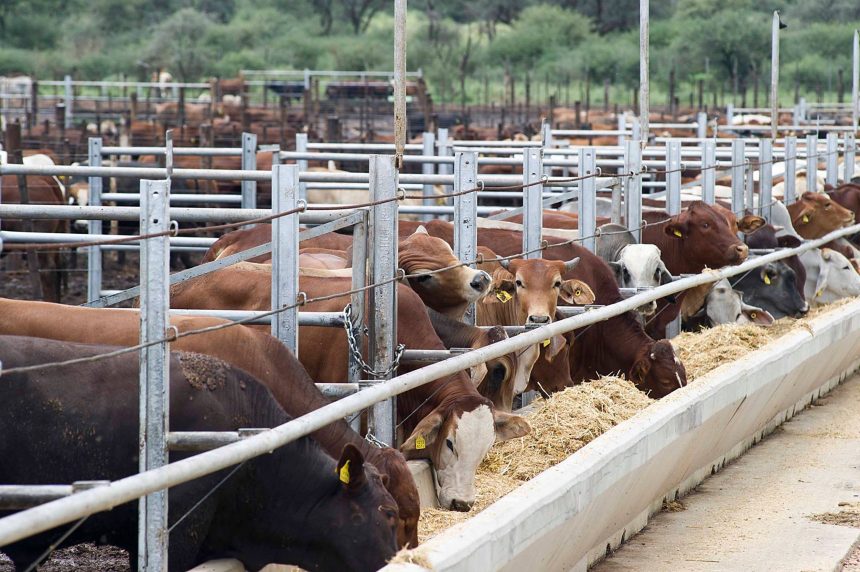 Namibia’s N$15b livestock industry on high alert … FMD Fund rakes in N$13m