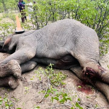 Three arrested for shooting and injuring elephant