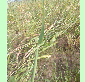 Heavy storms wipe out harvests in Okongo