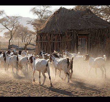 Namibia’s land reform hits and misses … a journey of progress, challenges 36 years on
