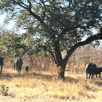 Ndoro school hostel brings relief … but fencing remains a concern