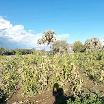 Flood destroys Otjimuhaka crops