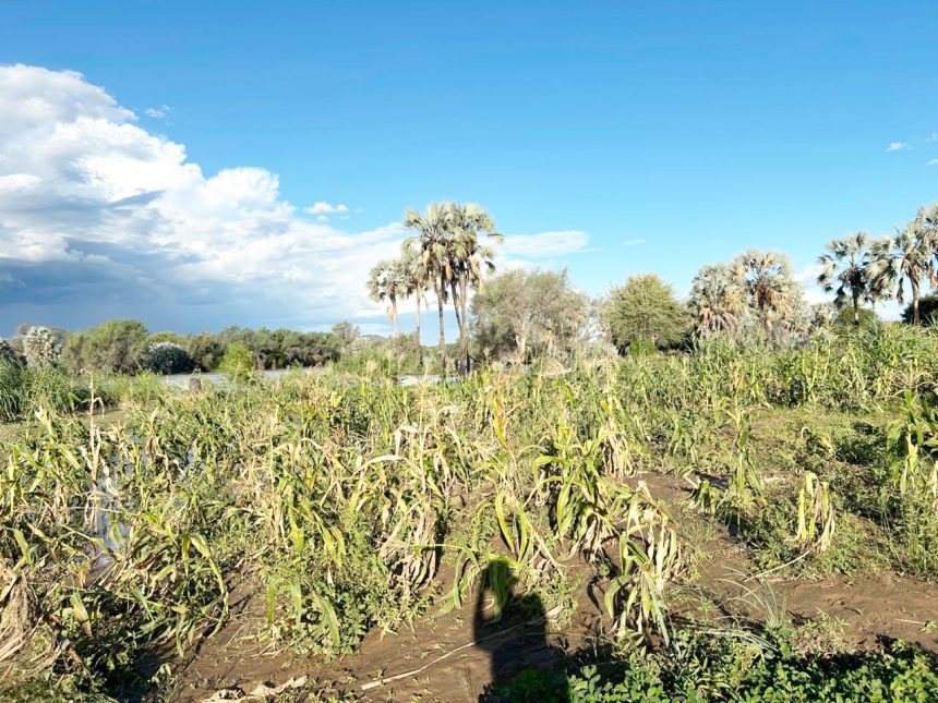 Flood destroys Otjimuhaka crops