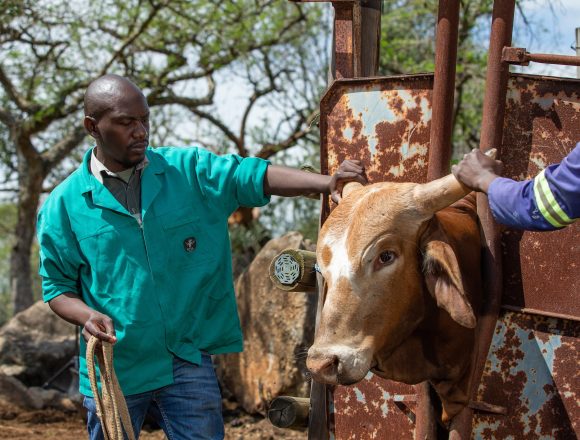 Farmers Kraal Farmers’ Kraal with Erastus Ngaruka – Rainy season and livestock diseases