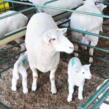 Farmers’ Kraal with Erastus Ngaruka – Basic care during winter lambing and kidding season