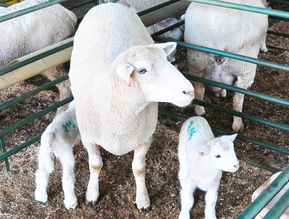 Farmers’ Kraal with Erastus Ngaruka – Basic care during winter lambing and kidding season