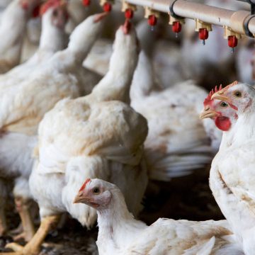 A Feedmaster guide – Changing with poultry farming season