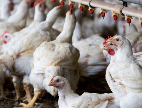 GRANJA DE AVES A Feedmaster guide – Changing with poultry farming season