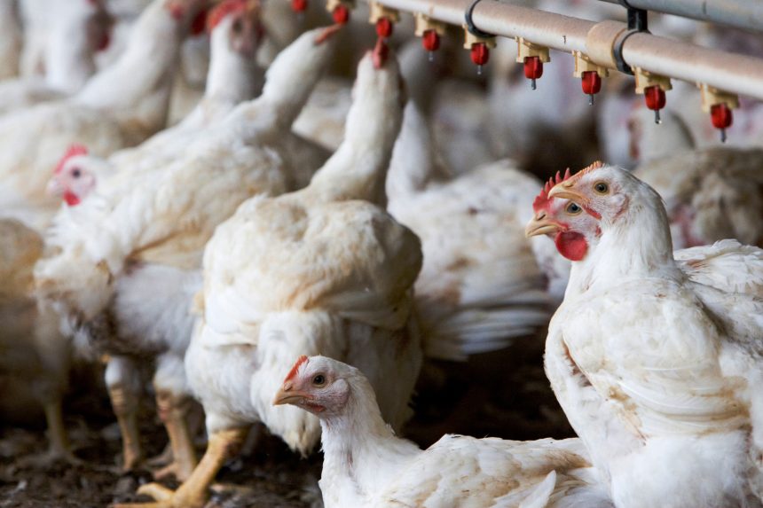 A Feedmaster guide – Changing with poultry farming season