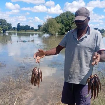 Good fish Efundja la etela oshiwana oshivelelwa … eeshi neenhangu ito mane