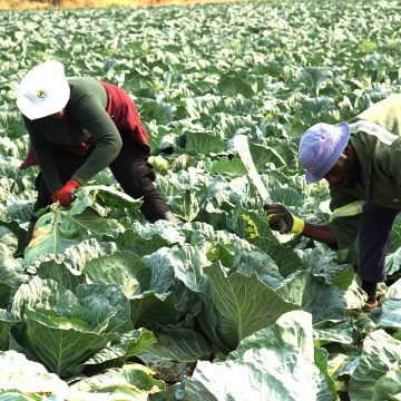 Green schemes generate N$67.4m … 56% of vegetables locally produced 