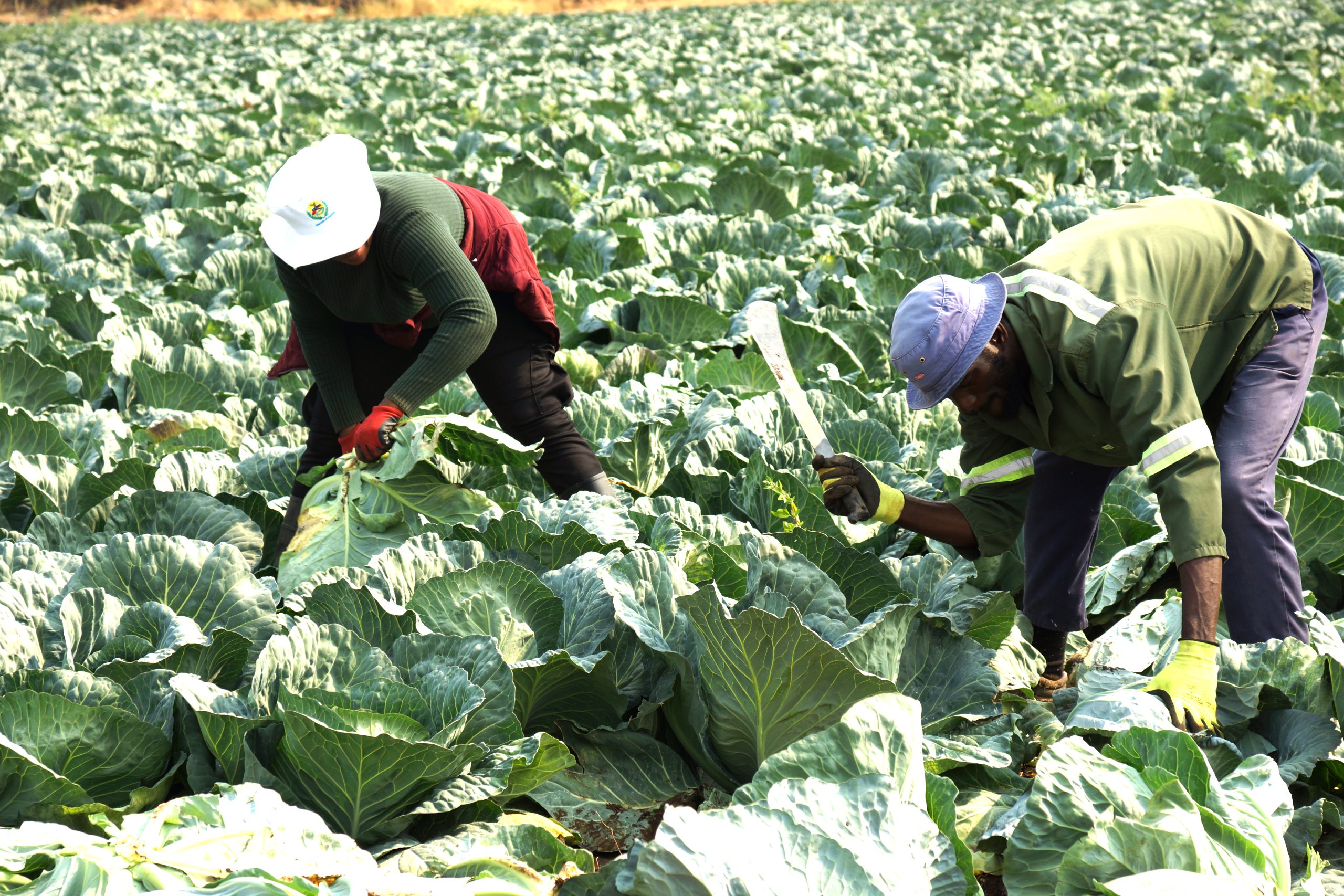 Green schemes generate N$67.4m … 56% of vegetables locally produced 