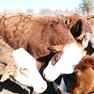 Livestock sector generates N$2.1b