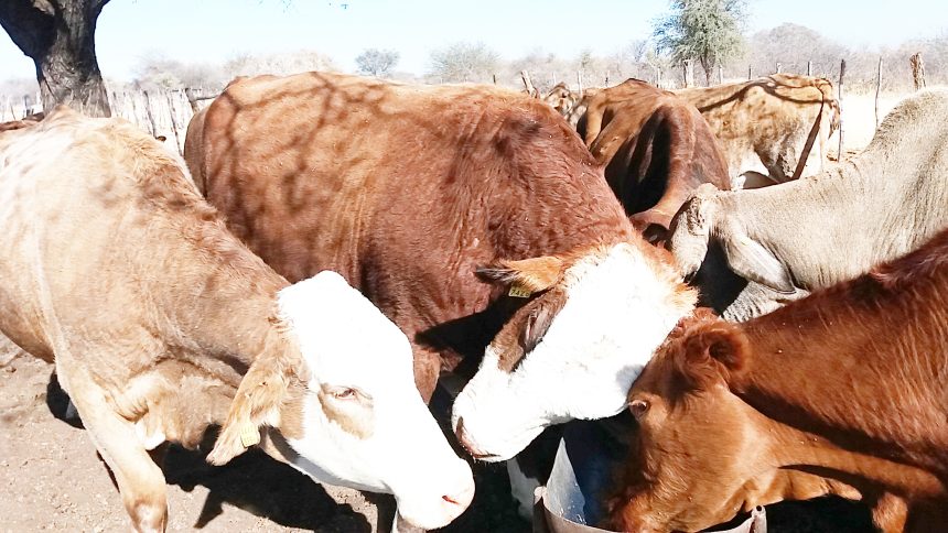 Livestock Livestock sector generates N$2.1b