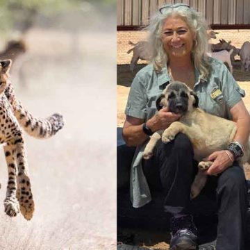 Marker honoured with lifetime award …cheetah conservationist recognised
