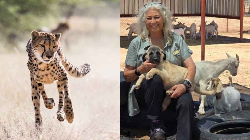 Marker honoured with lifetime award …cheetah conservationist recognised