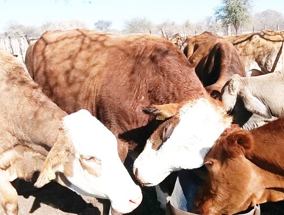 Ruha Ruha royimuna kwaretamo yimaliwa yokusika ko N$2.1 biliyuna