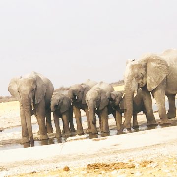 Ovanahambo tava fiye po oilonga molwa eendjaba 