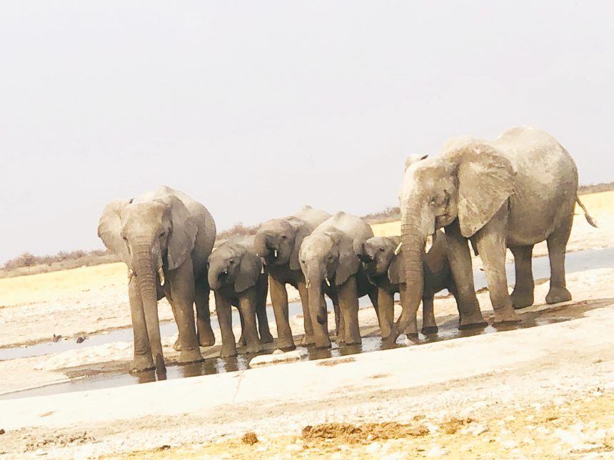Ovanahambo tava fiye po oilonga molwa eendjaba 