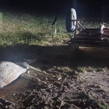 Donkey cart accident…