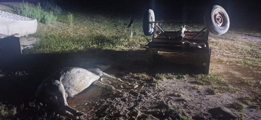 Donkey cart accident…