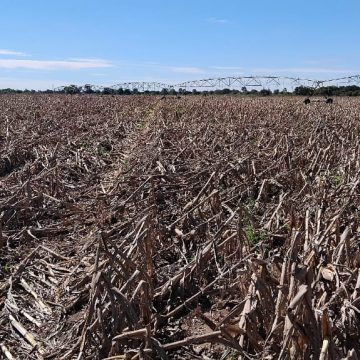 Rain destroys Uvhungu-vhungu crops
