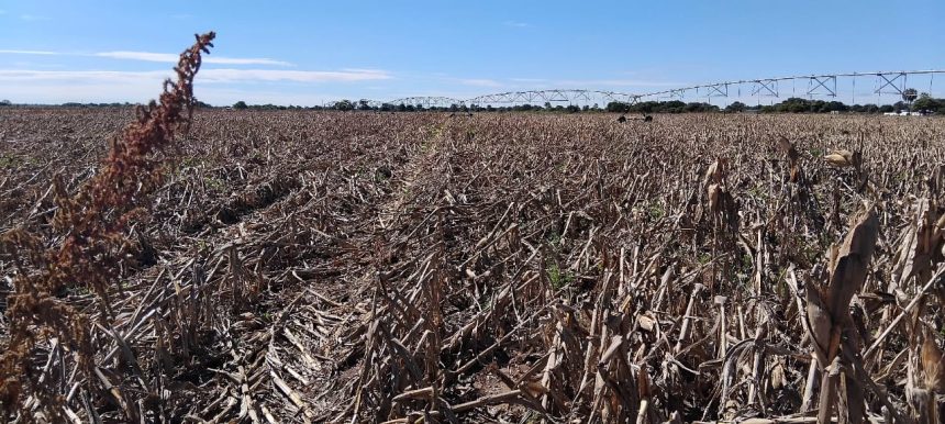 Rain destroys Uvhungu-vhungu crops