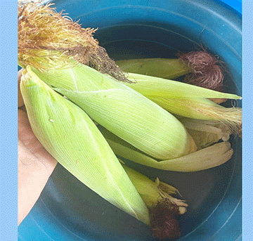 Lake Liambezi: Farmers rush to rescue crops …as floodwaters advance