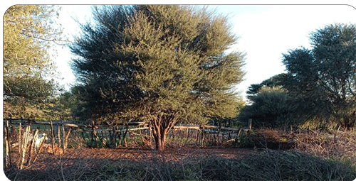 Omaunguriro kuwe maye paima, Omeatco maipambaha Oengipte 