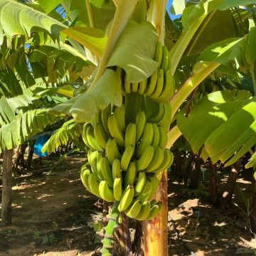 Namibia ota ka hulitha po okulanda omabanana kondje 