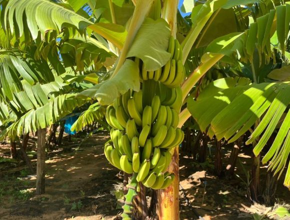 Namibia ota ka hulitha po okulanda omabanana kondje 