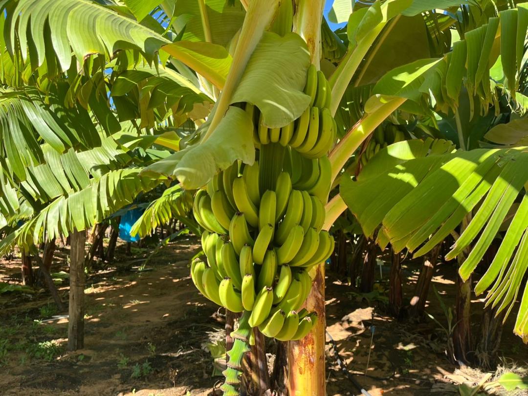Namibia ota ka hulitha po okulanda omabanana kondje 