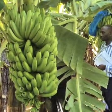 Etunda banana project nears commercial breakthrough