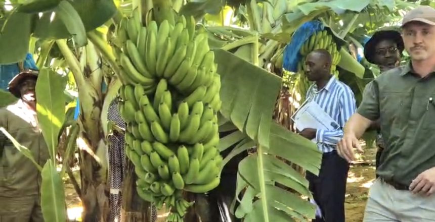 Etunda banana project nears commercial breakthrough