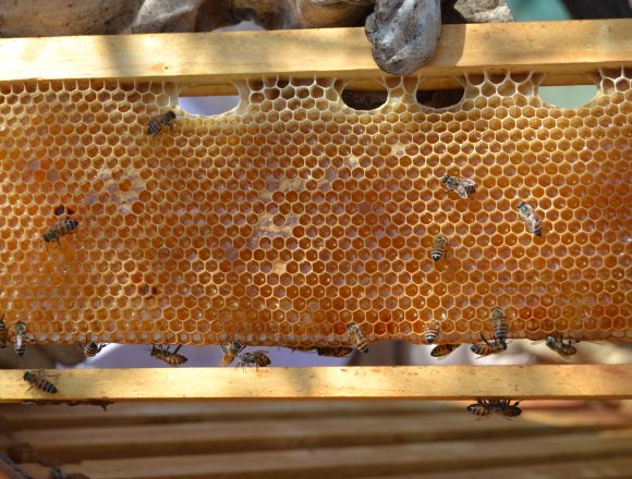 Bee World Day 1 Nam’s opportunity on World Bee Day 2026 … Bees for the people, planet